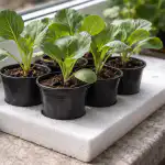 Kako spasiti padajuće sadnice kupusa na prozorskoj dasci u jednom danu kako-spasiti-padajuce-sadnice-kupusa-na-prozorskoj-dasci-u-jednom.png