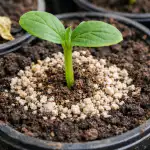 Kako spasiti sadnice krastavaca od žutila i iznenadnog pada kako-spasiti-sadnice-krastavaca-od-zutila-i-iznenadnog-pada.png