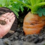 Klijat će u svakom vremenu: najbolje vrijeme za sjetvu mrkve