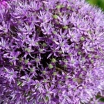 Koju biljku posaditi u vrtu da zaboravimo na krpelje koju-biljku-posaditi-u-vrtu-da-zaboravimo-na-krpelje.webp.webp