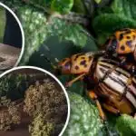 Koloradska zlatica nestat će za jedan dan: narodni lijek koji