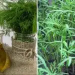 Kopar će niknuti u gustu "četku": infuzija jednog sastojka učinit