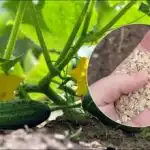 Krastavci će rasti skokovima i granicama: kada sadite u rupu, morate dodati žlicu infuzije Krastavci će rasti skokovima i granicama: kada sadite u rupu,