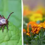 Krpelji će pobjeći iz vašeg vrta ako posadite ovo cvijeće.