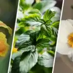 Lijepo, ali agresivno: popis cvijeća koje ne zna biti "prijatelj"