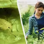 Lisne uši se neće ni približiti: najjeftiniji i najučinkovitiji narodni