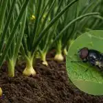 Lukova muha neće prići ni na metar zasadima: kako tretirati