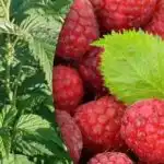 Maline će dati dvostruko više: što je važno učiniti tijekom