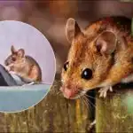 Miševi će pobjeći bez osvrtanja: jednostavan način da glodavci brzo