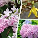 Možda ne cvjetaju: vrtlari su imenovali 12 biljaka koje se