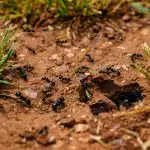 Mravi su pješice hodali okolo dok nisu razbacali ovaj proizvod: