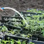 Nakon branja, rajčice je potrebno prihraniti: 3 domaća gnojiva za