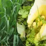 naše krajanka je pronašla način da se potpuno riješi pšenične