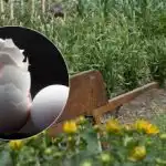 Ne bacajte ljuske jaja: tajna izdašne berbe o kojoj se