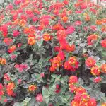 Ne zahtijeva njegu i cvjeta do prvog mraza: proglašen je