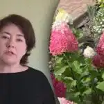 Ne žurite s gnojivima: kada hraniti hortenzije kako ne biste