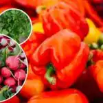 Neće biti štetnika ni korova - što posaditi pored paprike