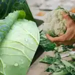 Obični kupus protiv cvjetače: stručnjaci su usporedili dva povrća i