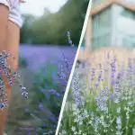 Od smeća do vrta: tri prihrane koje održavaju cvjetanje lavande cijelo ljeto Od smeća do vrta: tri prihrane koje održavaju cvjetanje lavande