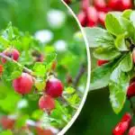 Oni mogu uništiti vrt: koje grmlje nikada ne bi trebalo