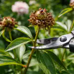 Orezivanje božura u proljeće nakon cvatnje jamči bujne pupoljke sljedeće sezone. orezivanje-bozura-u-proljece-nakon-cvatnje-jamci-bujne-pupoljke-sljedece.png