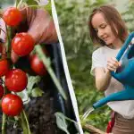 Ova pogreška "ubija" sadnice rajčice: koliko vode treba i što