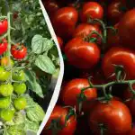 Ove 3 kulture treba posaditi pored rajčice: žetva će biti