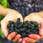 Ove bobice rastu u blizini i dobre su za srce, ali ih većina ljudi ne primjećuje. Ove bobice rastu u blizini i dobre su za srce,