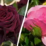 Ove ruže će ukrasiti svaki vrt: 5 najljepših i nepretencioznih