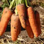 Ove sorte mrkve su najbolje u Ukrajini: produktivne, nepretenciozne i