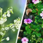 Ovih 7 trajnica izgledaju lijepo, ali ih ne možete posaditi: