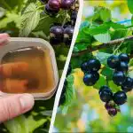 Prije Uskrsa, ribizle moraju dobiti prvu gnojidbu: kasnije neće uspjeti