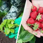 Prva obrada jagoda u travnju je najvažnija: o tome ovisi