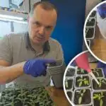 Prvo zalijevanje rajčice nakon presađivanja: što dodati u vodu za