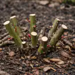 Ruže će vas obasuti cvijećem ako ih pravilno pripremite za proljetnu sezonu. ruze-ce-vas-obasuti-cvijecem-ako-ih-pravilno-pripremite-za.png