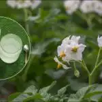 Sa sto četvornih metara - tona krumpira: otkrivena lukava metoda