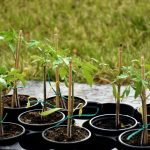 Sadnice rajčice bit će jake bez kemikalija kupljenih u trgovini: