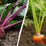 Samo 6 dana travnja pogodno je za sadnju mrkve i