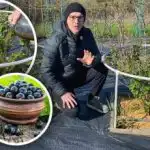 Samo dvije prihrane i najbolji ribizli: vrtlar otkrio recept