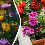 Savršeno rastu u sjeni gotovo bez brige: 5 prekrasnih višegodišnjih