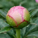 Siguran način čišćenja pupova božura od mrava u jednom danu siguran-nacin-ciscenja-pupova-bozura-od-mrava-u-jednom-danu.png