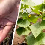 Sijati krastavce na otvorenom terenu: najproduktivniji dani 2026. prema lunarnom