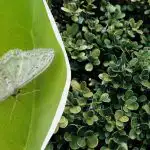 Šimširov moljac toga se boji kao vrag tamjana: kako tretirati