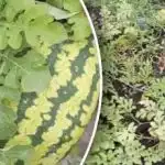 Slatka i velika: kada je najbolje vrijeme za sijanje lubenica