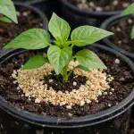 spasavanje-sadnica-paprike-od-venuca-i-zastoja-u-rastu-nakon.png