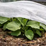 Spašavanje sadnica patlidžana od proljetnog sunca bez gubitka spasavanje-sadnica-patlidzana-od-proljetnog-sunca-bez-gubitka.png