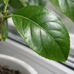 Spasite sobne limune od insekata ovog proljeća jednim pametnim lijekom spasite-sobne-limune-od-insekata-ovog-proljeca-jednim-pametnim-lijekom.png