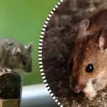 Štakori i miševi zauvijek će nestati iz vrta: koji će