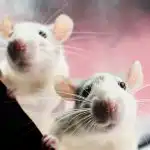 Štakori se boje jednog proizvoda: jednostavnog načina da "izbacite" glodavce