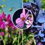 Što posaditi u travnju: sedam cvjetova koji će vaš vrt